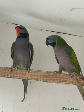 Parrots birds - Advert 1