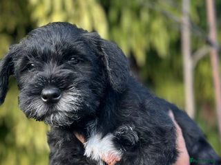 Miniature Schnauzer dogs - Advert 5