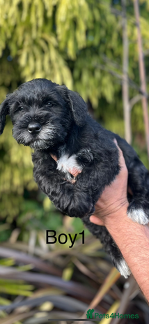 Miniature Schnauzer dogs - Advert 5