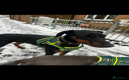 Mixed Breed dogs for sale: Cane corso x doberman - Image 7