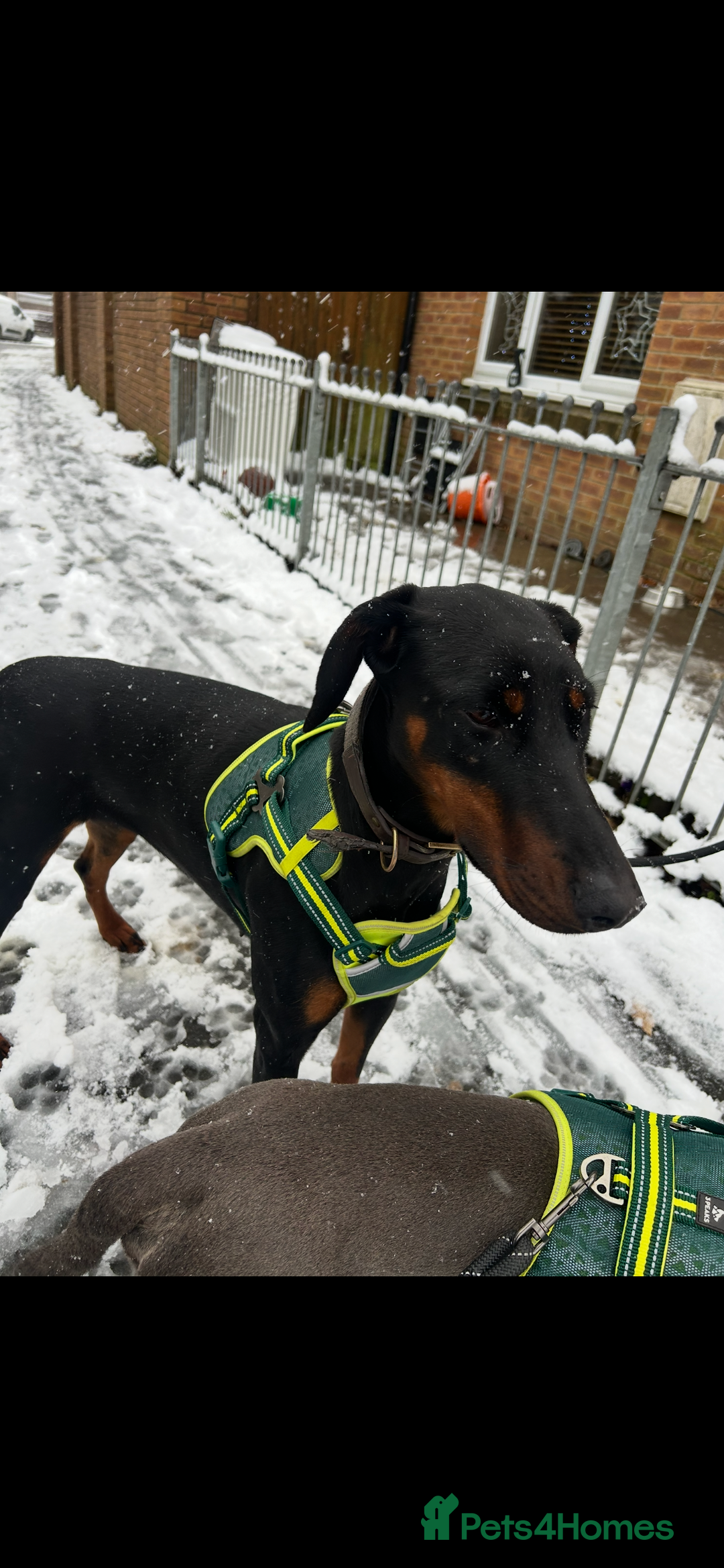 Mixed Breed dogs for sale: Cane corso x doberman - Image 7