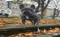 French Bulldog dogs for sale: French Bulldog - Image 1