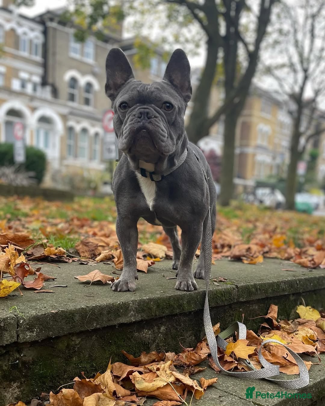 French Bulldog dogs for sale: French Bulldog - Image 1
