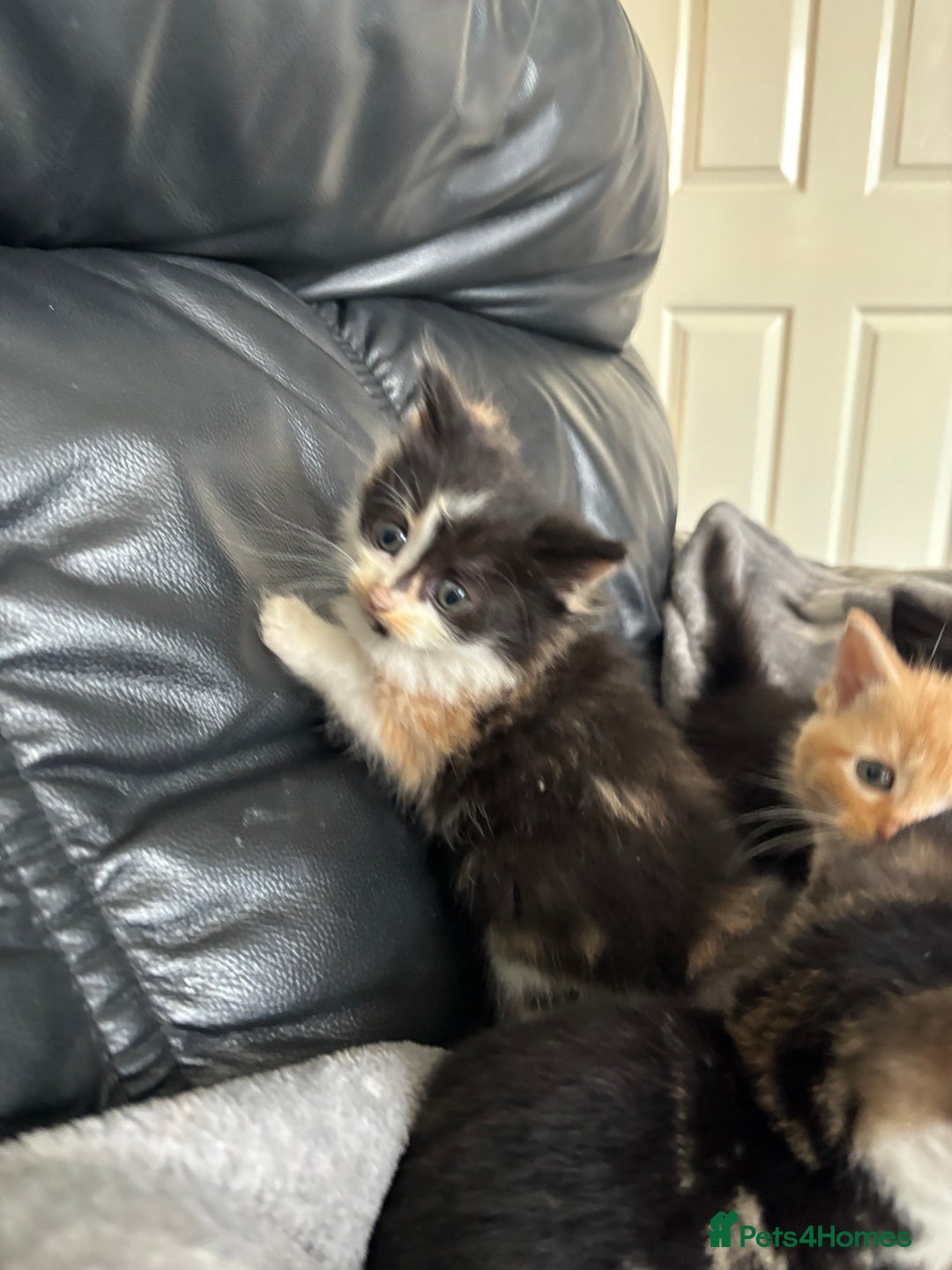 Mixed Breed cats for sale: sweet, cute kitten (Bsh X persian)  - Image 7