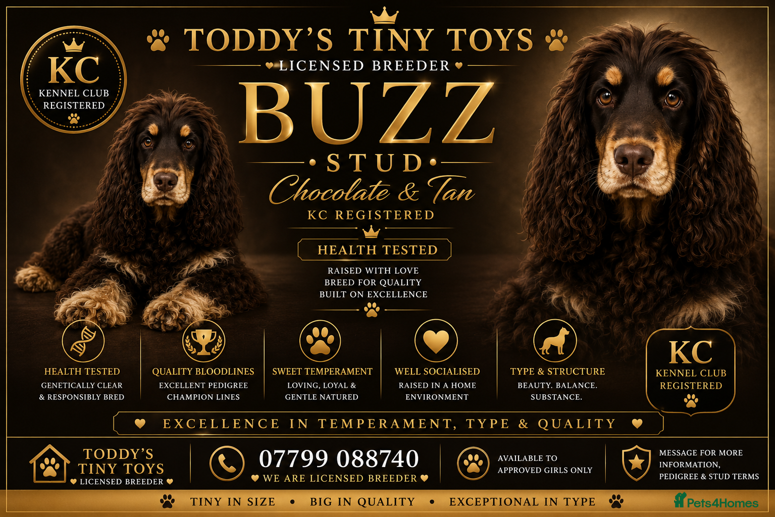 Cocker Spaniel dogs stunning chocolate and tan show cocker  stud - Advert 18