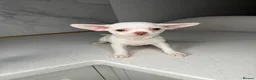 Chihuahua dogs for sale: Five Little Hearts Gorgeous Chihuahua Puppies in London - Advert 5