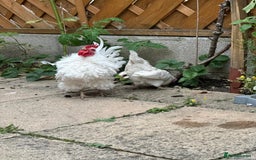 Chickens poultry for sale: White Frizzle Serama Bantam chicken Rooster - Advert 2