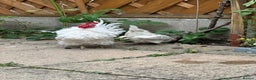 Chickens poultry for sale: White Frizzle Serama Bantam chicken Rooster - Advert 2