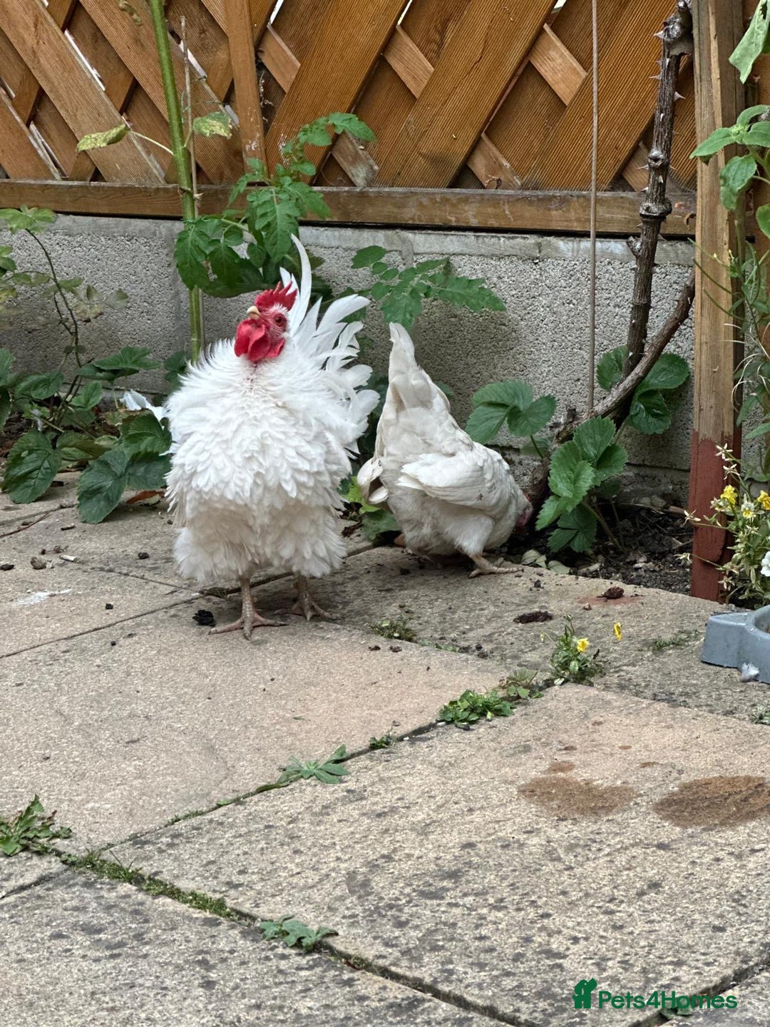 Chickens poultry for sale: White Frizzle Serama Bantam chicken Rooster - Advert 2