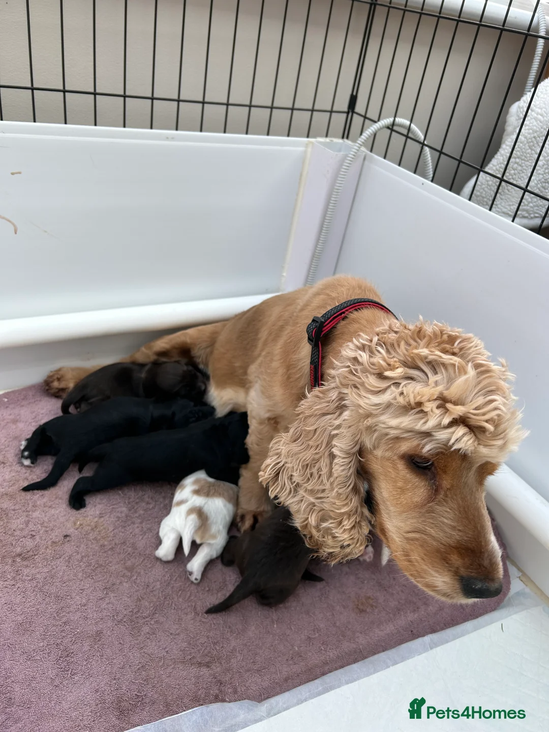 Cocker Spaniel dogs for sale: KC Reg Show Cocker Spaniels  - Advert 2