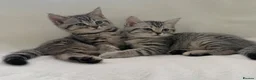 British Shorthair cats for sale: Beautiful silver spotted  tabbies - Advert 15
