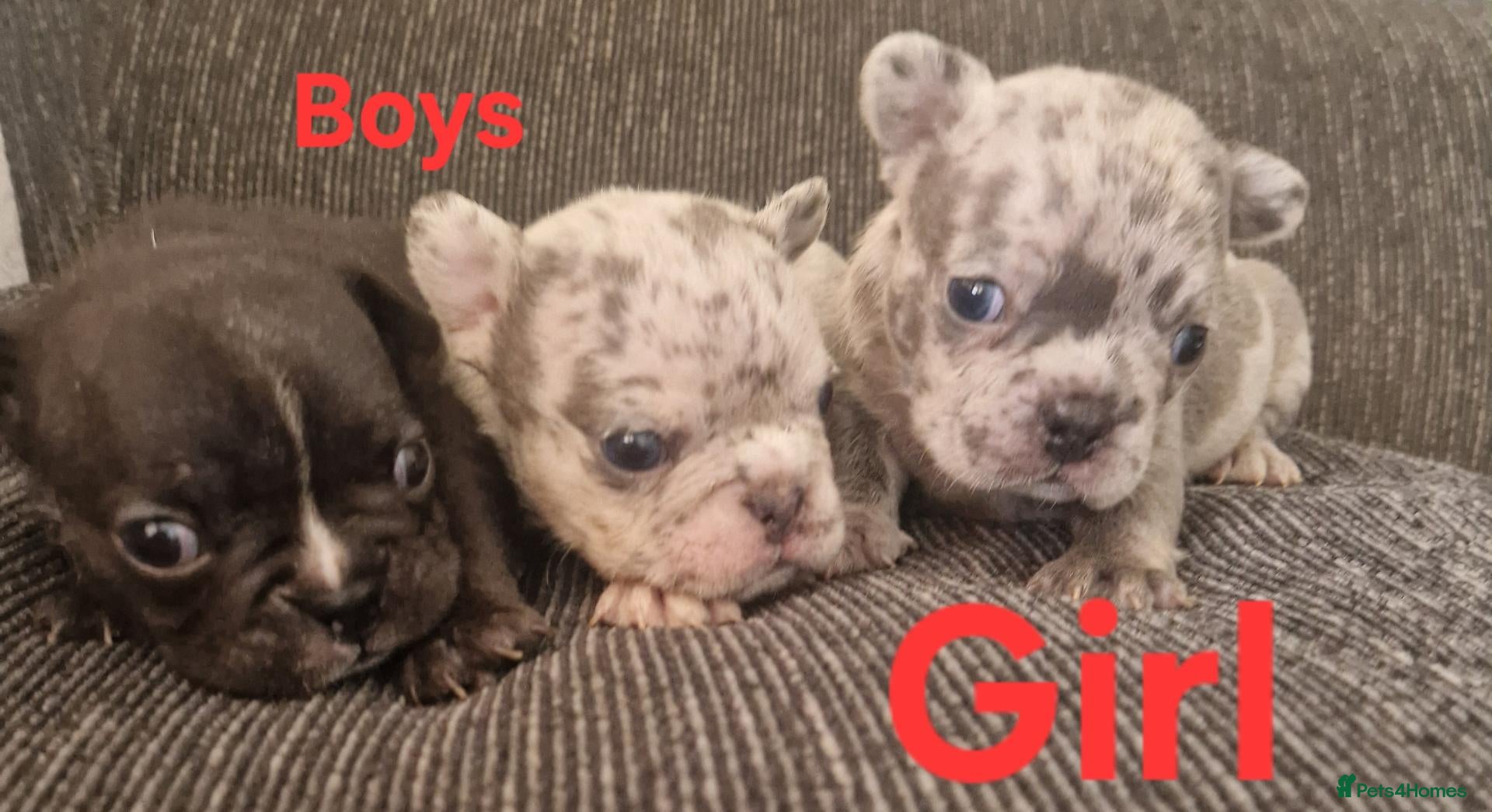French Bulldog dogs PEDIGREE FRENCH BULLDOG PUPPIES. - Advert 5