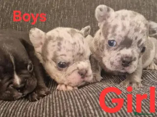 French Bulldog dogs PEDIGREE FRENCH BULLDOG PUPPIES. - Advert 5