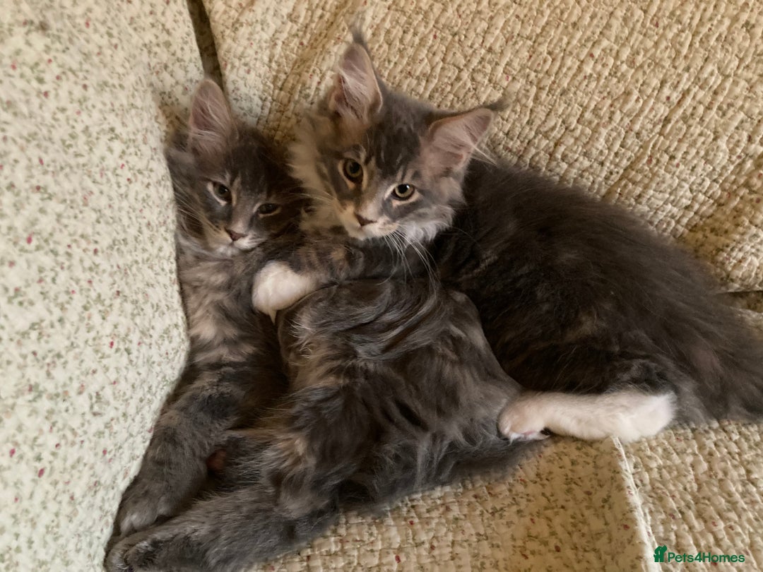 Maine Coon cats for sale: Full Maine Coon Kittens Ready Now - Advert 15