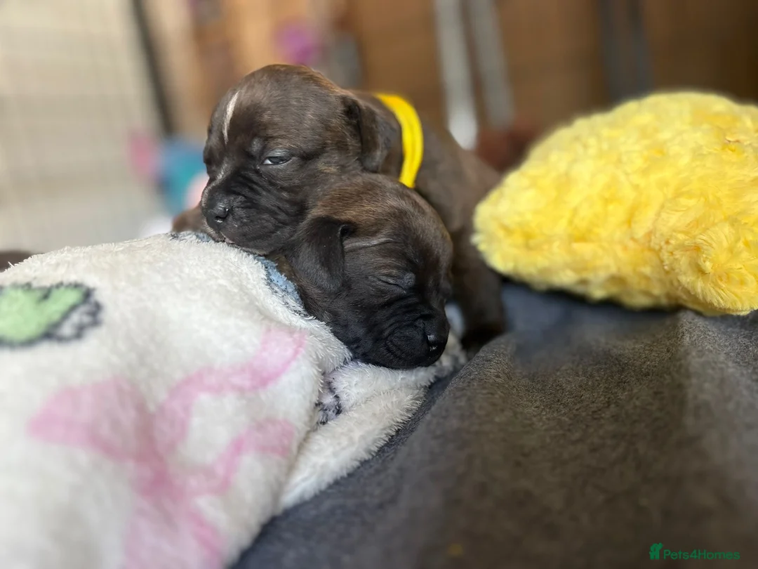 Staffordshire Bull Terrier dogs for sale: KC Brindle Staffordshire Bull Terriers - Advert 1