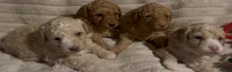 Mixed Breed dogs for sale: Beautiful Toy/Miniature Poodle Puppies 🐾 - Advert 9