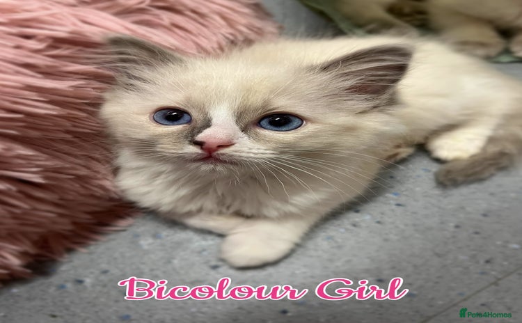 Ragdoll cats - Advert 15