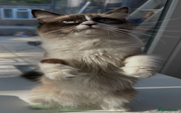 Ragdoll cats for sale: Female Ragdoll  - Image 2