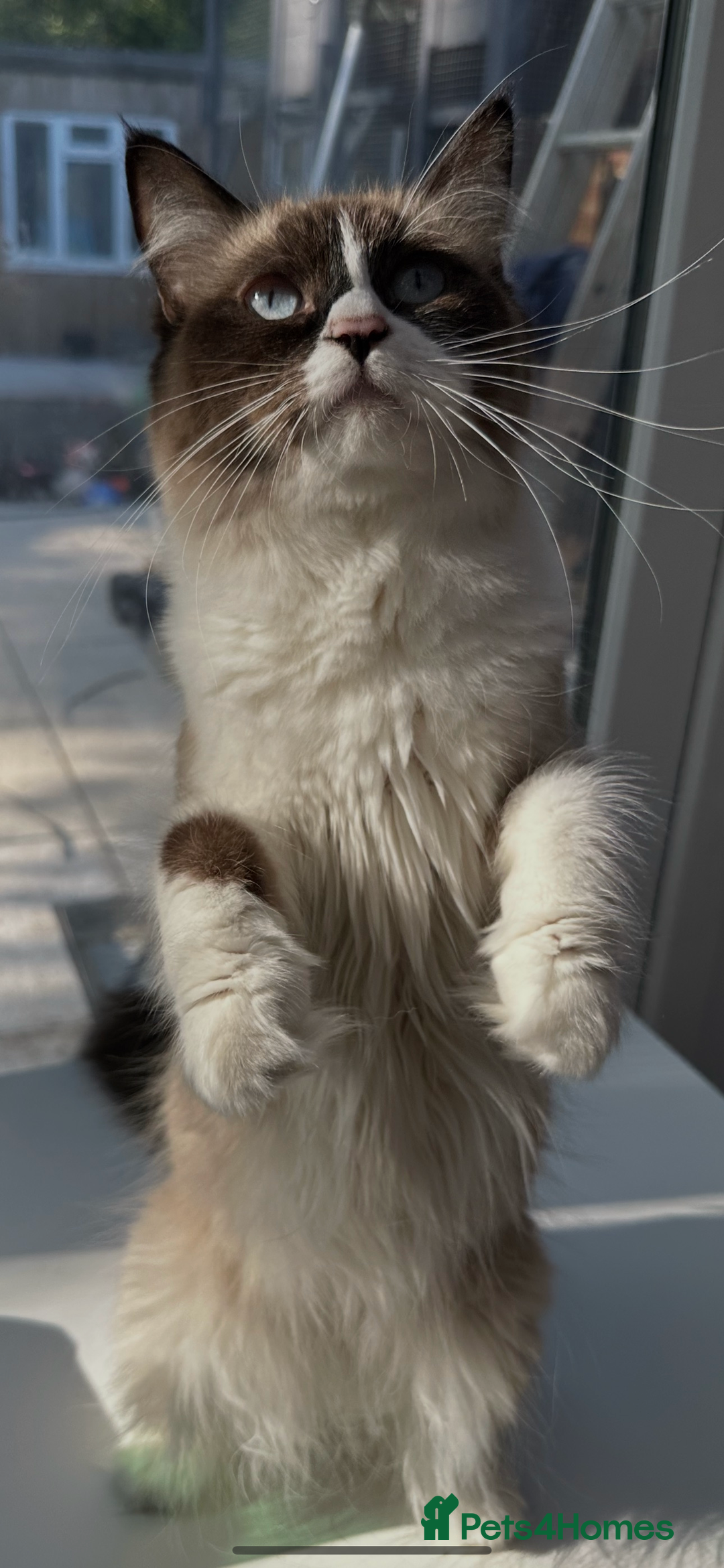 Ragdoll cats for sale: Female Ragdoll  - Image 2