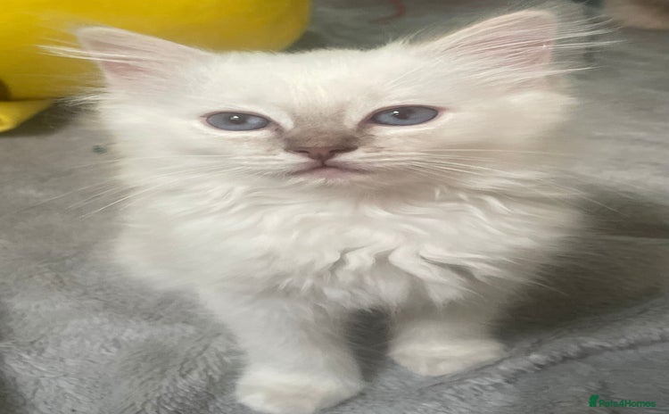 Ragdoll cats - Advert 1