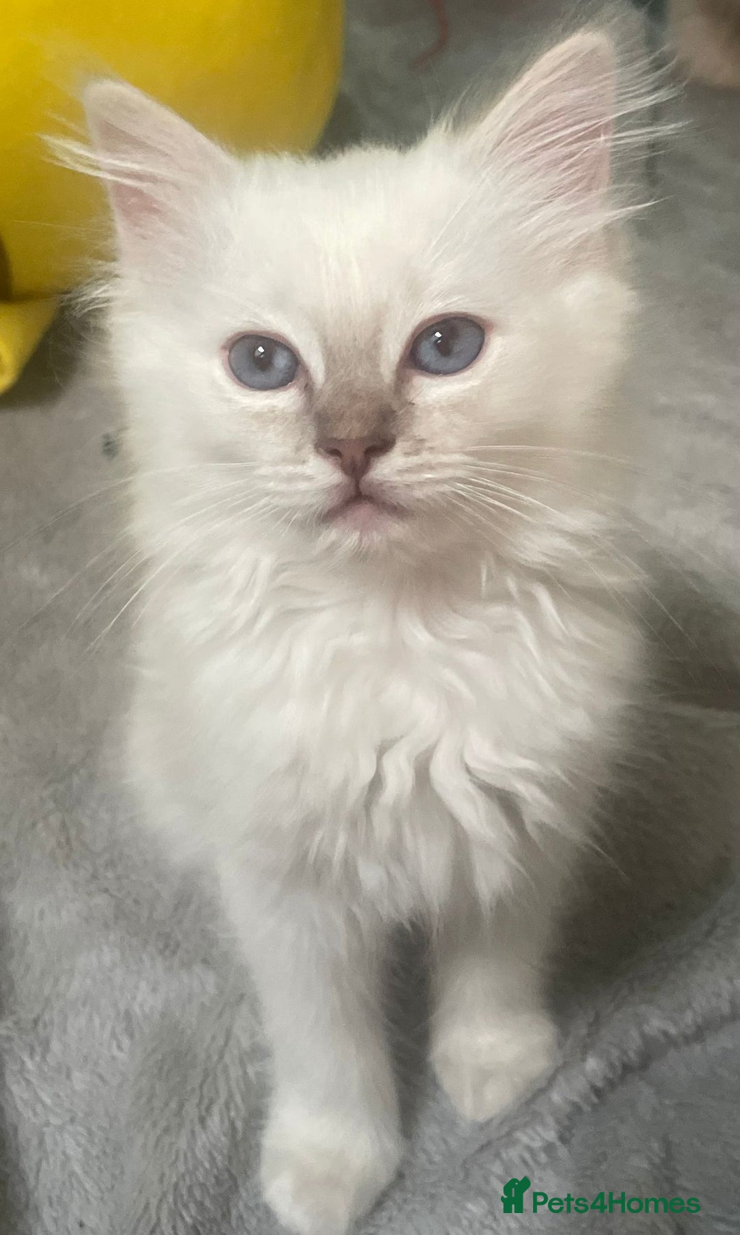 Ragdoll cats for sale: Adorable Ragdoll kittens - lilac sealpoint! 🐈 - Image 1