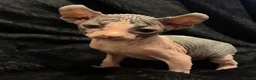 Sphynx cats for sale: Sphynx 2 girls 2 boys Blue  - Advert 8