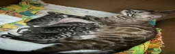 Bengal cats for sale: Puer bengal  - Advert 3