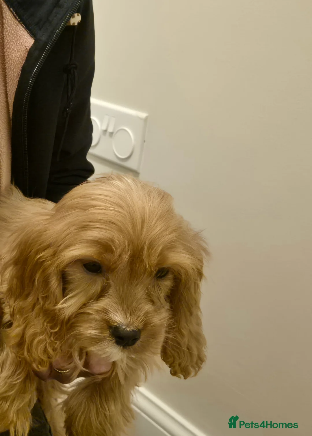 Cavapoo dogs for sale: Cavapoo - Advert 6