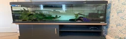 Axolotl reptiles for sale: Male axolotl and full set up - Advert 2