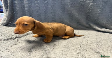 Miniature Dachshund dogs KC Miniature Dachshund Puppies Last Boy 🐶 - Advert 14