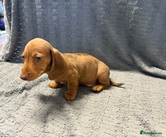 Miniature Dachshund dogs KC Miniature Dachshund Puppies Last Boy 🐶 - Advert 14