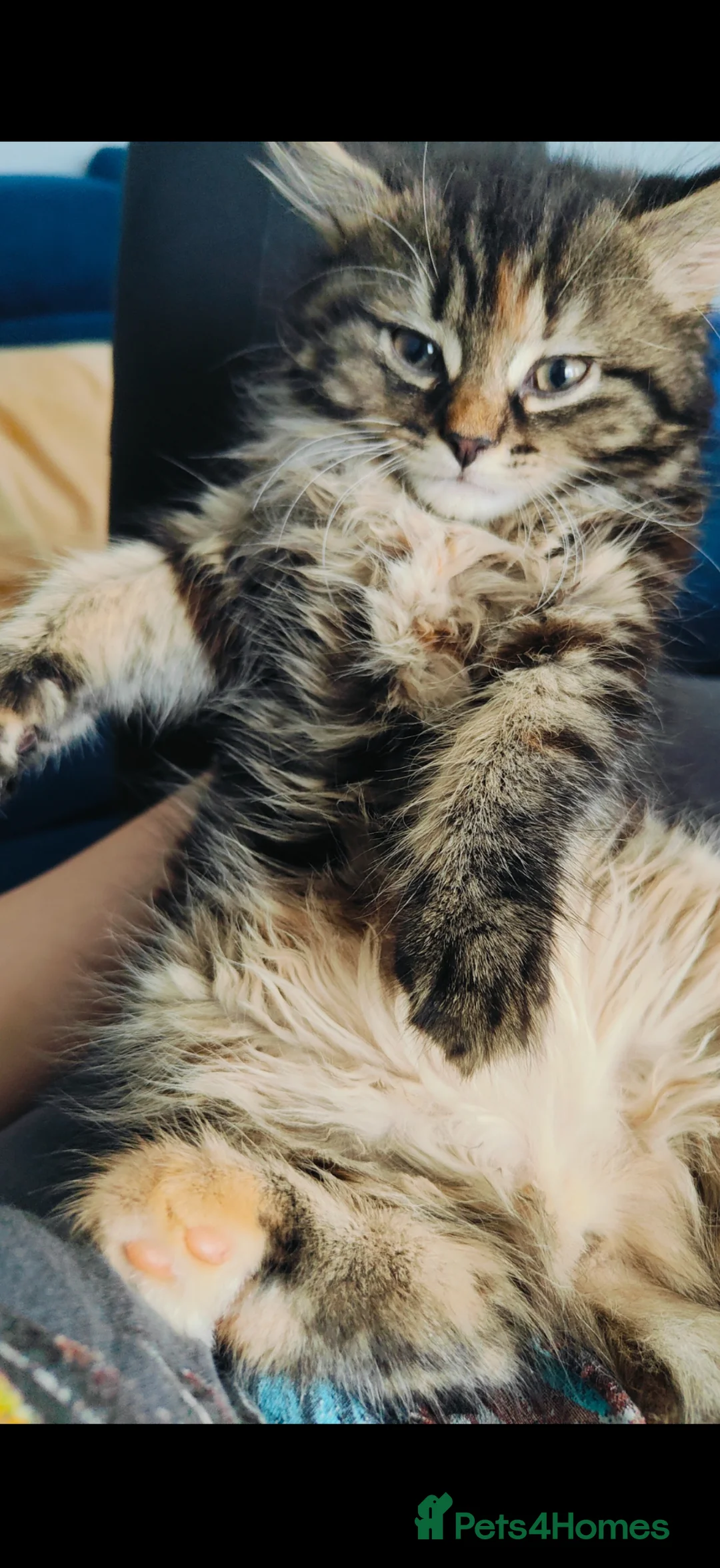 Mixed Breed cats for sale: Adorable British Longhair & Ragdoll Mix Kitten 🐾 - Advert 13