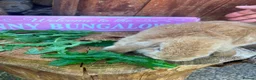 Mini Lop rabbits for sale: Beautiful Minilops for sale - Advert 5