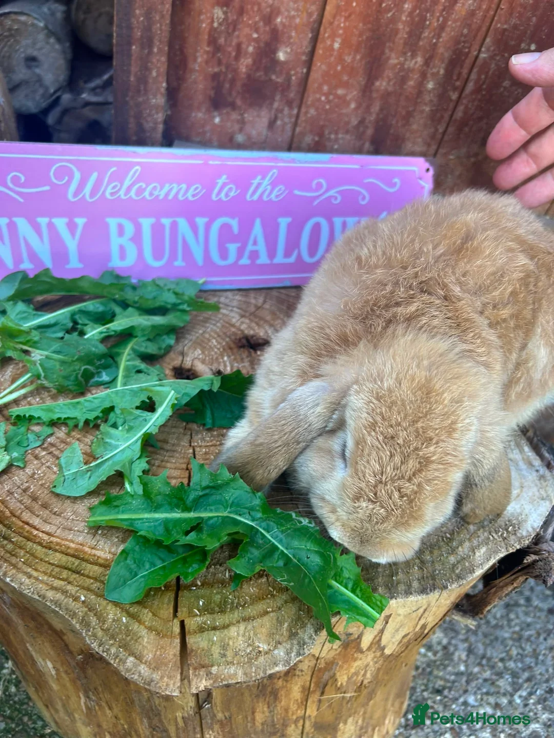 Mini Lop rabbits for sale: Beautiful Minilops for sale - Advert 2