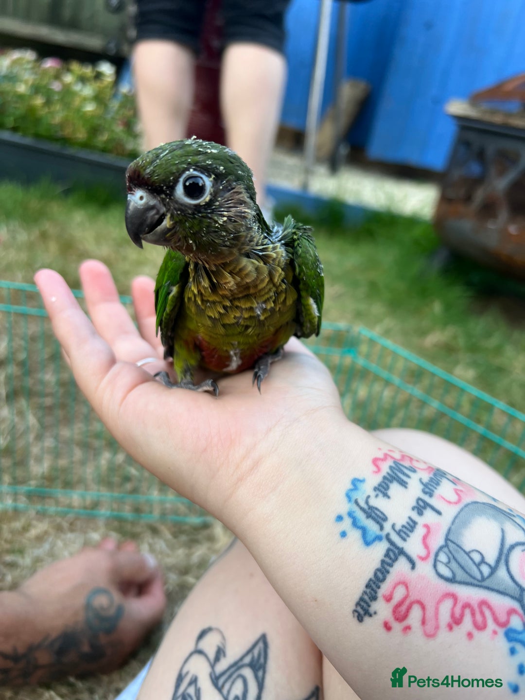 Conures birds for sale: 3 hand reared maroon bellied conures  - Image 6