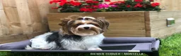 Yorkshire Terrier dogs for sale: Six Adorable Biewer Terrier Puppies! - Advert 9