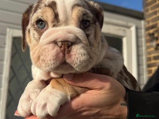 English Bulldog dogs 💖 5 Adorable English bulldog puppies 💖 - Advert 6