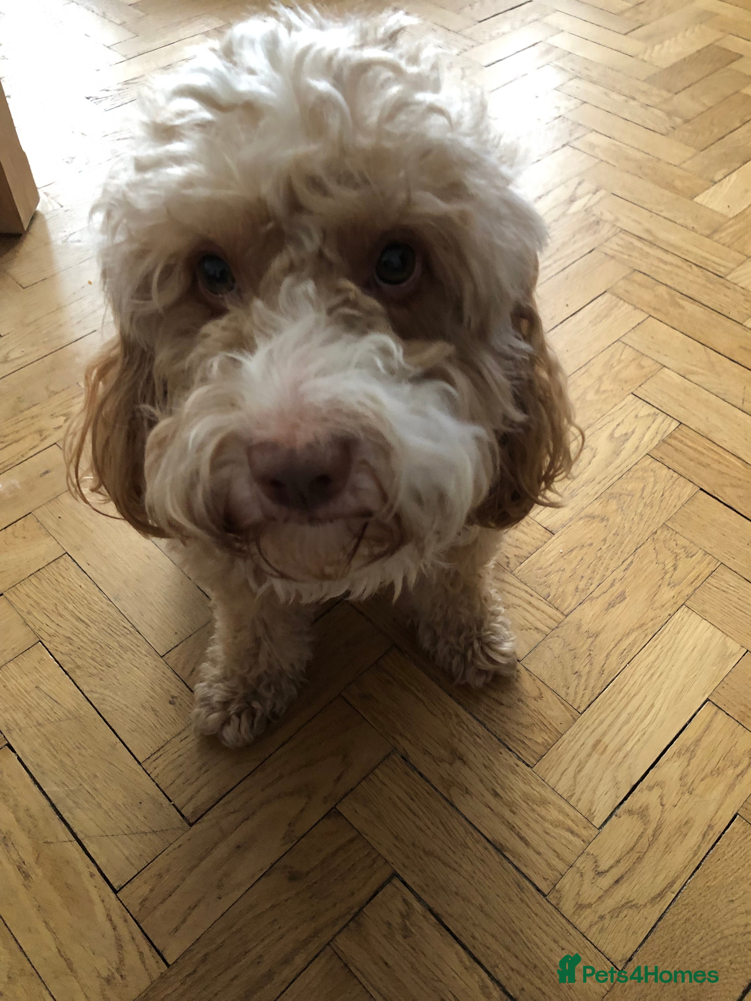 Cockapoo dogs Thundi - Advert 10