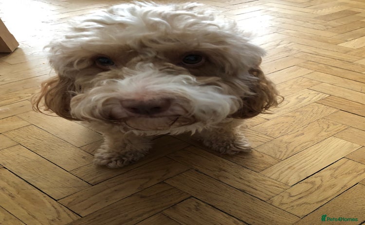 Cockapoo dogs - Advert 5