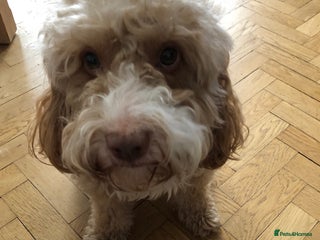 Cockapoo dogs - Advert 6