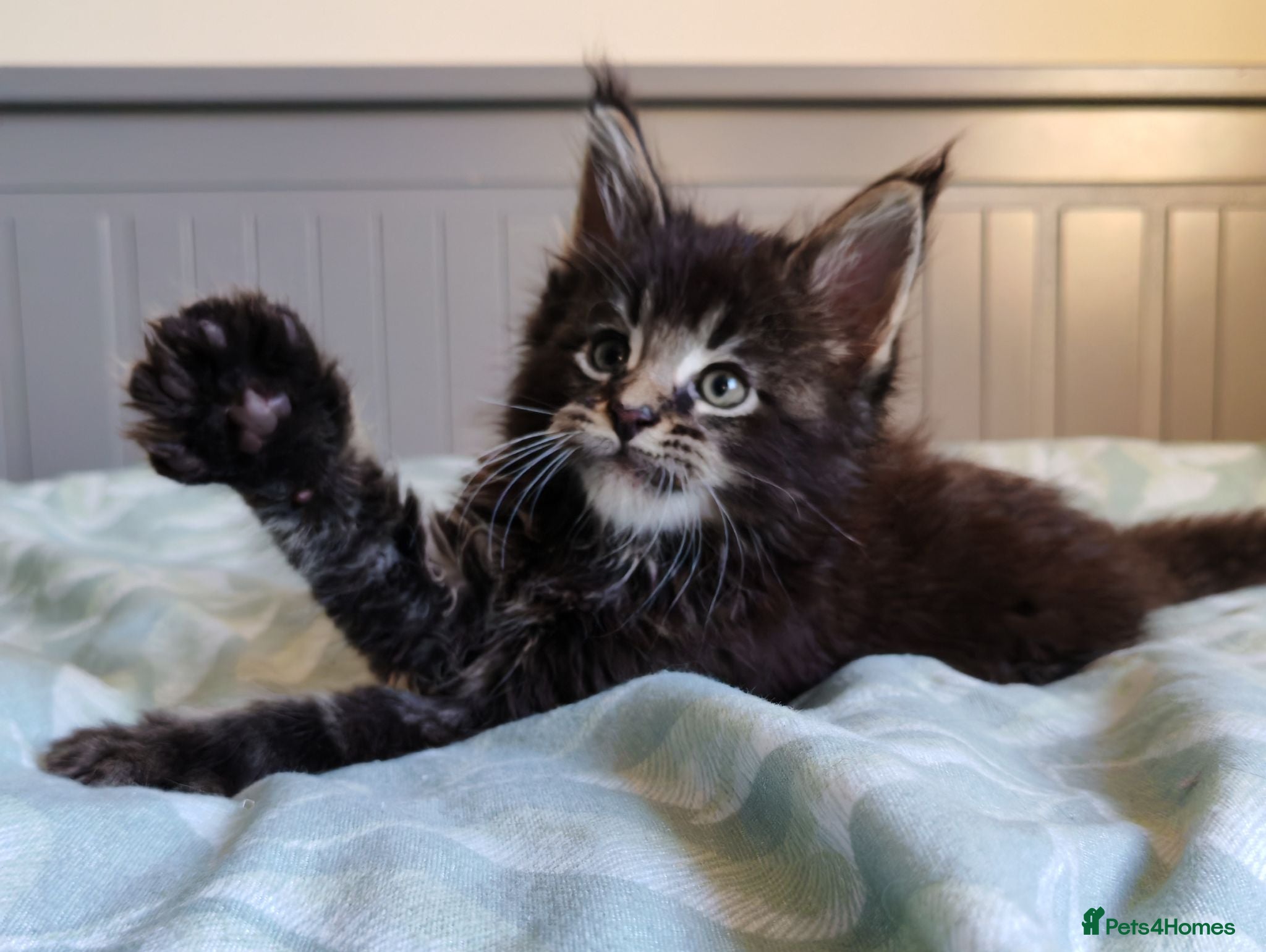 Maine Coon cats Meet Our Beautiful Maine Coon Kittens 😍😍😍  - Advert 2