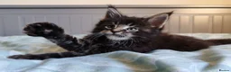 Maine Coon cats for sale: Meet Our Beautiful Maine Coon Kittens 😍😍😍  - Advert 15