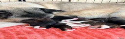 Akita dogs for sale: KC REGISTERED AKITA BEARS.  - Advert 1