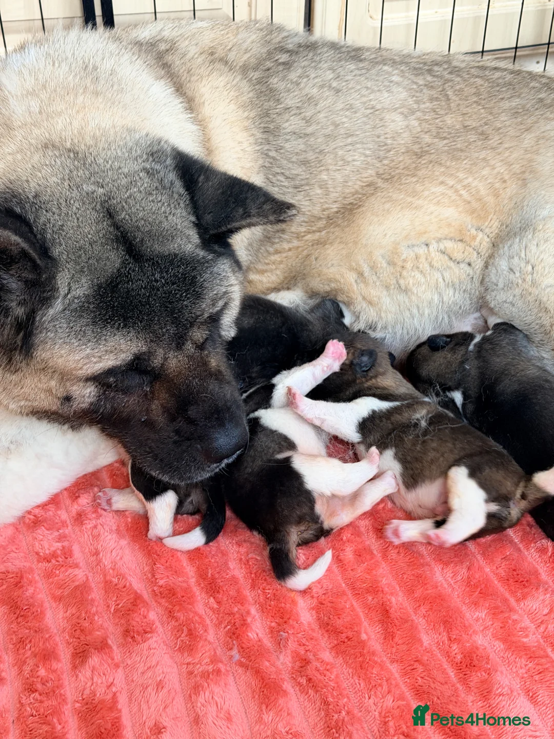Akita dogs for sale: KC REGISTERED AKITA BEARS.  - Advert 1