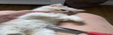 British Longhair 2