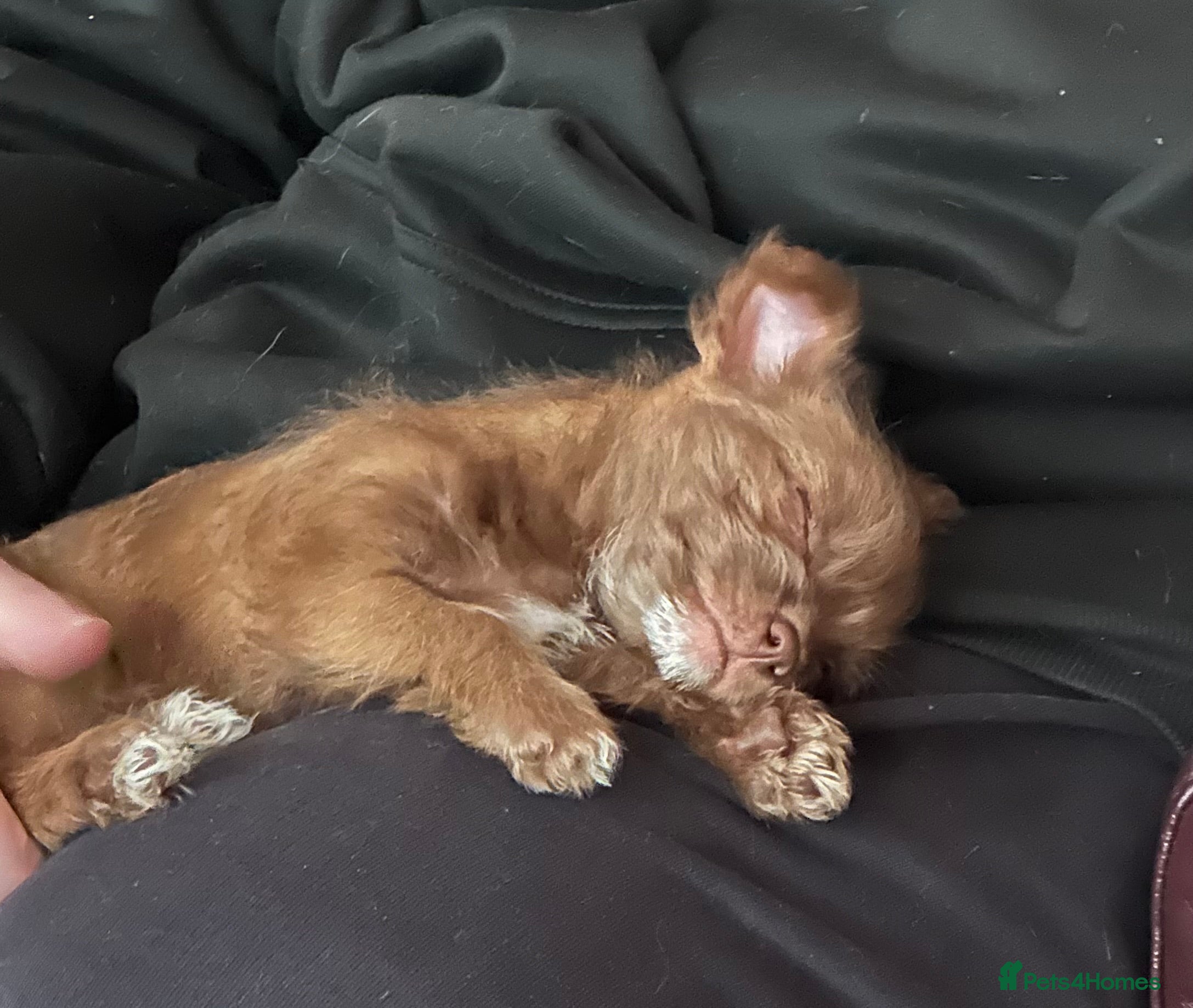 Chihuahua dogs X2 Gorgeous Chihuahua little ladies - Advert 4