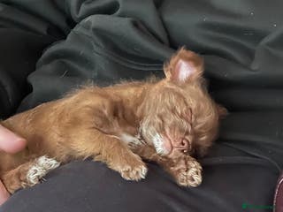 Chihuahua dogs X2 Gorgeous Chihuahua little ladies - Advert 10