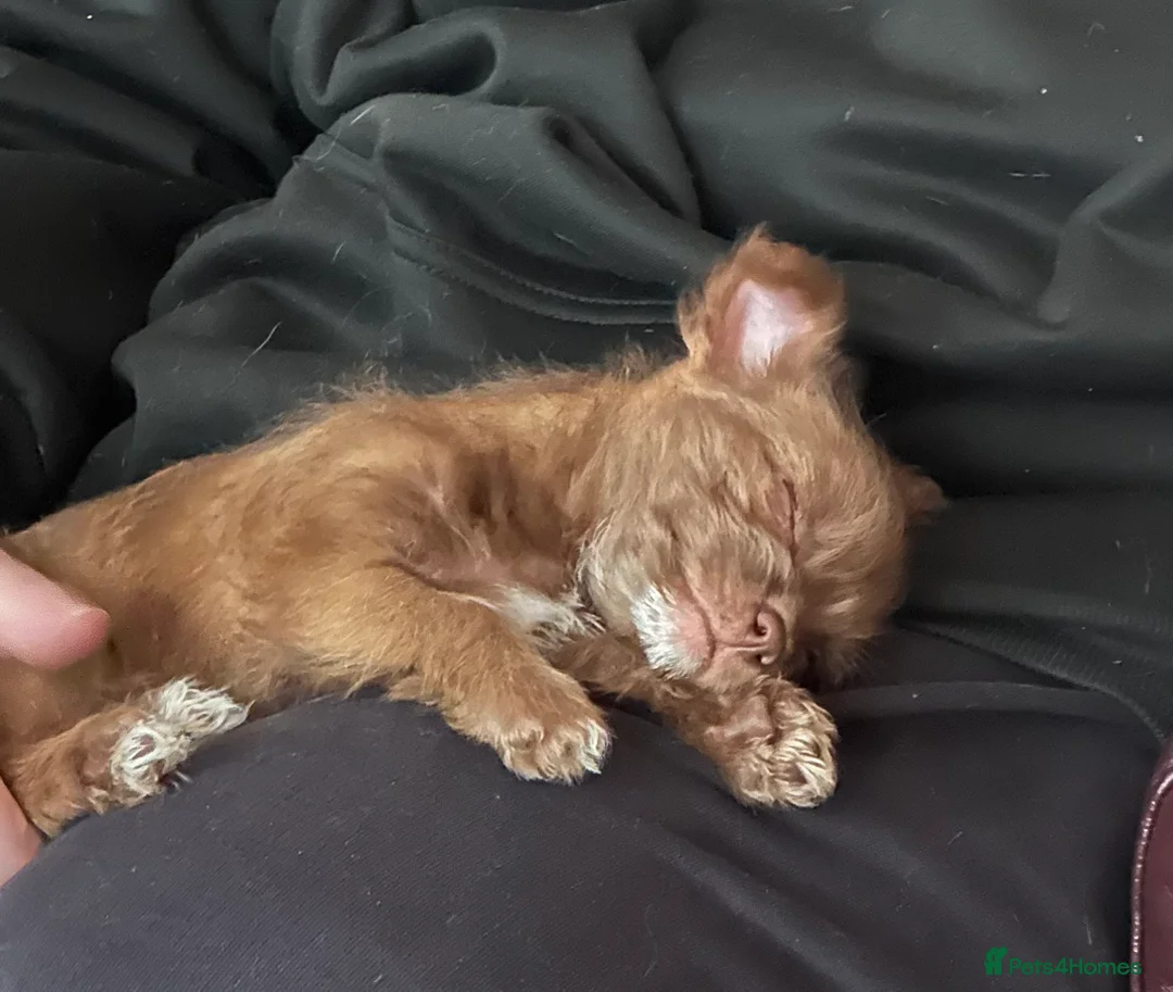 Chihuahua dogs for sale: X2 Gorgeous Chihuahua little ladies - Advert 1