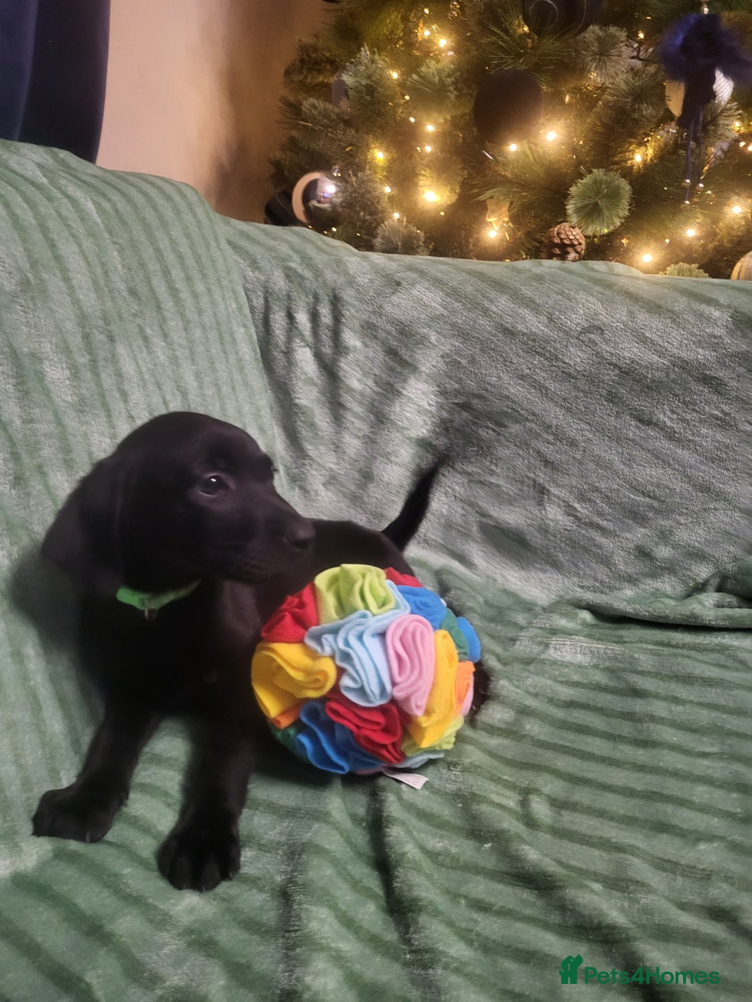 Labrador Retriever dogs for sale: KC registered labrador puppies - Advert 23