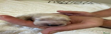 Cockapoo 1